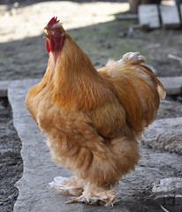 Breed red plumage cock