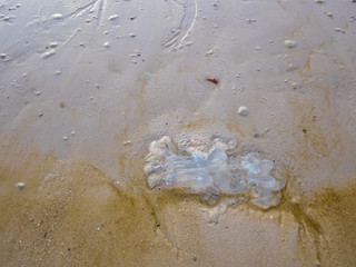 The Jellyfish on the beautiful beach top view.