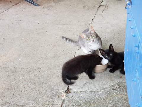 Chatte tigr&eacute;e  et ses deux chatons noirs 