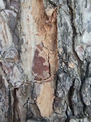 detail of a wood skin texture
