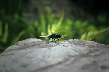 Blue Japanese Dragonfly