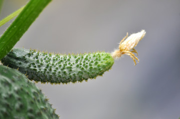 Cucumbers grow in polycarbonate greenhouses