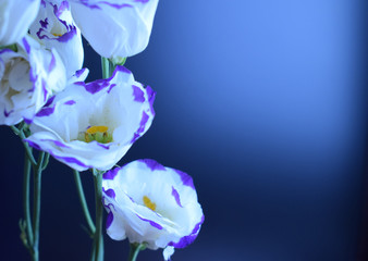 orchid on blue background. 