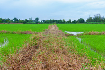 Green rice field with soil barrier on daytime