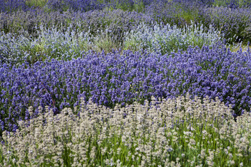 Obraz premium field of lavender flowers