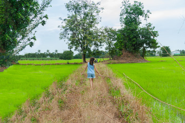 green rice field with group tree on daytime