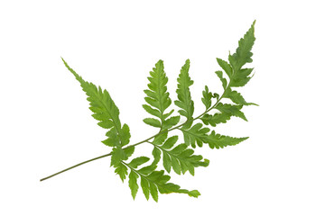Fresh green leaves branch  isolated on white background of file with Clipping Path .