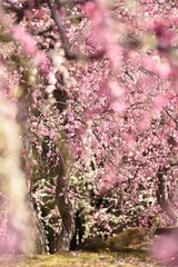 梅の花