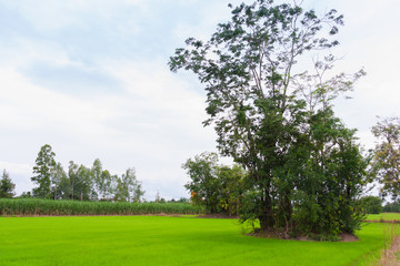Fototapeta na wymiar green rice field with group tree on daytime