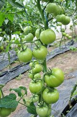 Green tomatoes on the bushes in a polycarbonate greenhouse