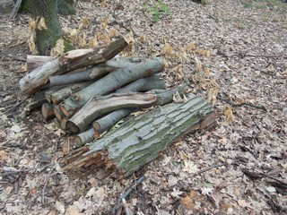 pile of wood in the forrest