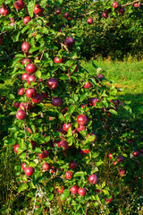 Large red apples on the trees.