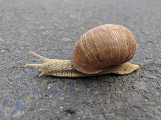 Schnecke auf Straße