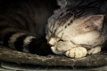 Portrait of a sleeping cat