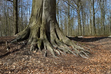 arbre racines tronc forêt