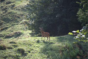 Europ&auml;ischer Rehbock  am Rufiberg