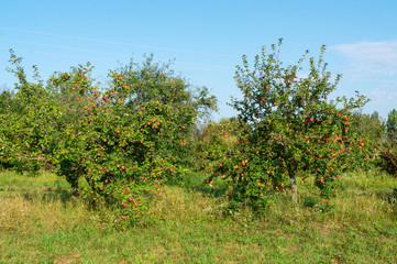 Fototapeta na wymiar In the garden mature apples.