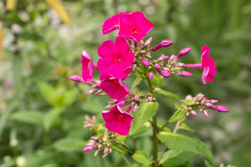 Village. Rural. Garden. Beautiful scarlet flowers. Flowers on the flowerbed.
