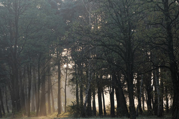 Sunrays breaking through the trees