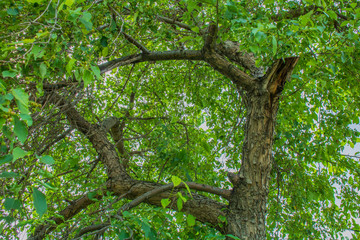 Village. Rural. Garden. An apple tree trunk. Summer in August.