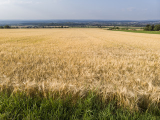 Getreidefeld - Luftaufnahme