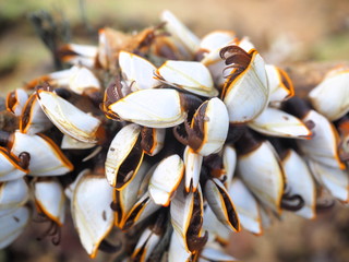 Close up goose barnacles on branch at the beach