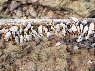 Close up goose barnacles on branch at the beach