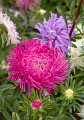 Village. Rural. Garden. Scarlet and purple flowers Asters on the flower bed.