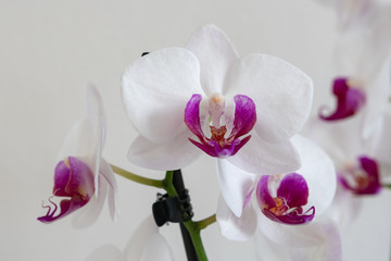 Orchideen isoliert auf weiss