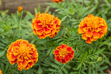 Village. Rural. Garden. Beautiful flowers Marigold in the flowerbed.