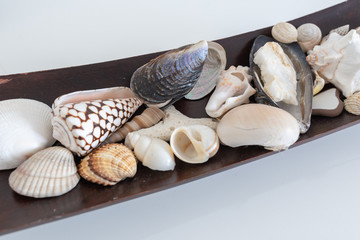 Muschel als Dekoration