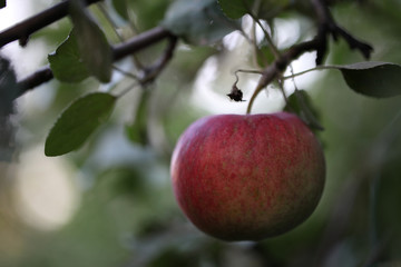Ripe red apple hanging on a branch