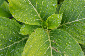 Grünes Blatt mit struktur mit Wassertropfen auf Fläche