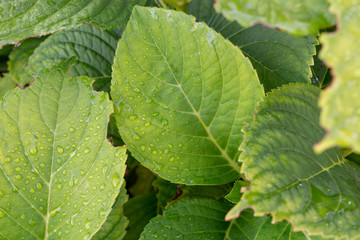Gr&uuml;nes Blatt mit struktur mit Wassertropfen auf Fl&auml;che