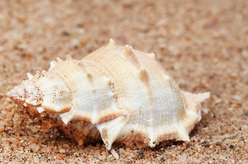Fototapeta na wymiar Close up of snail