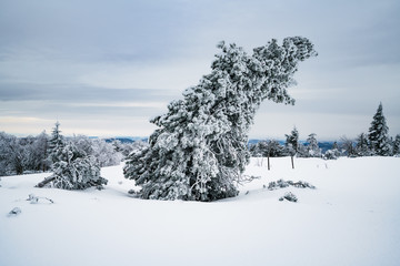 Bäume unter Schnee begraben auf dem Schliffkopf im Schwarzwald
