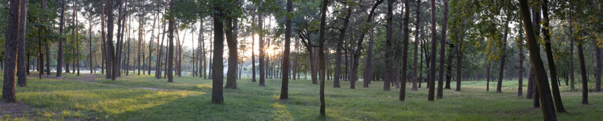 Beautiful summer forest with different trees.