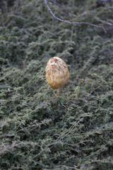 Desert Shaggy Mane Mushroom