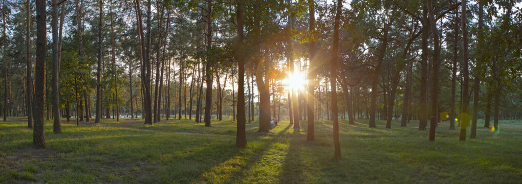 Fototapeta Beautiful summer forest with different trees.