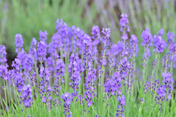 Fototapeta premium lavender