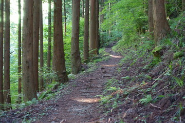 Obraz premium 日本の岡山の那岐山の登山道