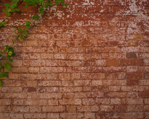 Texture of old red brick wall with green vine on the edge.