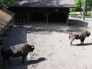Two european bisons stand on sandy ground in enclosure at city of Pszczyna in Poland © Jakub Korczyk