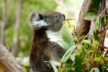 Koala on Eucalyptus Tree - Australia