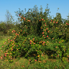 Fototapeta na wymiar Ripe apples on trees. Garden of apple trees.