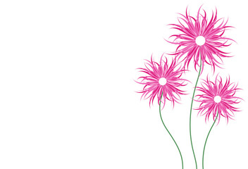 Three flowers (asters) on a white background. Spring, summer, nature. Vector illustration.