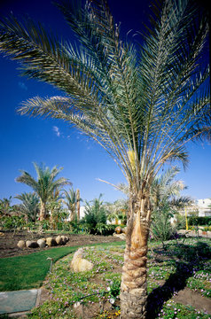 palma da dattero lungomare naama bay sharm el sheikh penisola del sinai