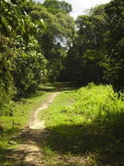 Fototapeta na wymiar Jungle Path