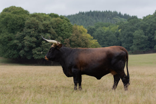 aurochs reconstitu&eacute;