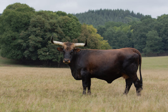 aurochs reconstitu&eacute;